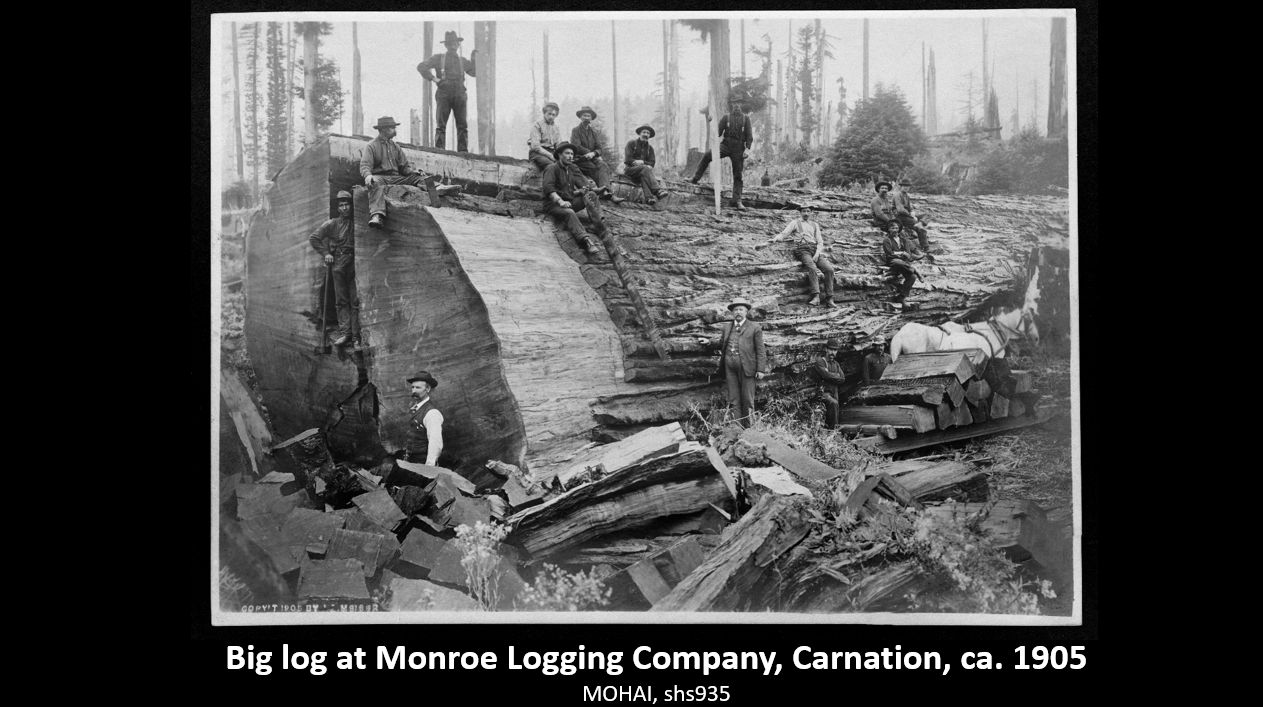 Big log at Monroe Logging Company, Carnation, ca. 1905 MOHAI, shs935