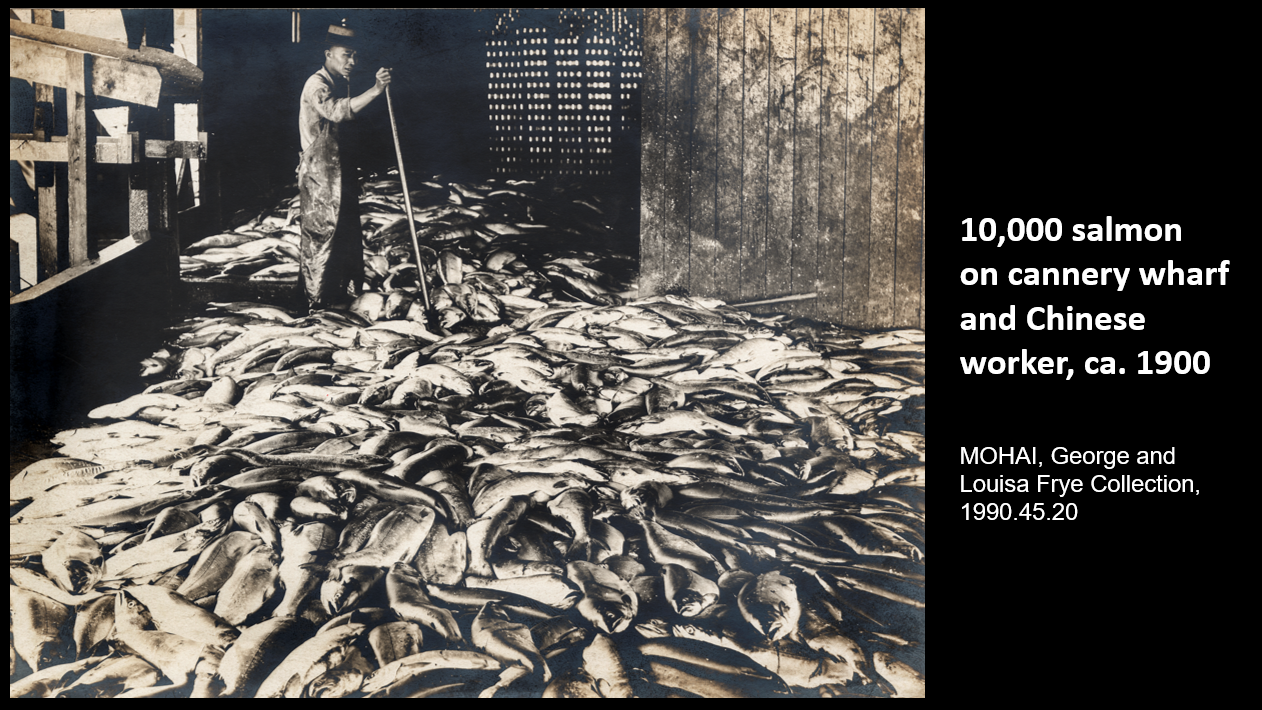  10,000 salmon on cannery wharf and Chinese worker, ca. 1900   MOHAI, George and Louisa Frye Collection, 1990.45.20