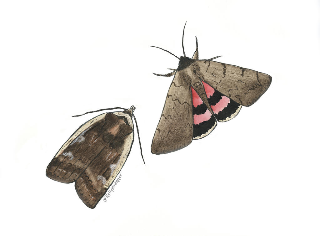 Two moths