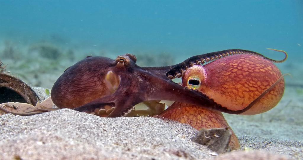 two octopus on the ocean floor